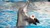Dolphin Show In Dubai Full Video Sea World S Dolphin Show Live