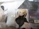 Volks Dollfie Dream Dd Sabre Alter 2nd Jersey #eb356d